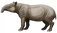 Tapir gigant