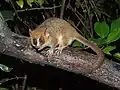 Microcebus myoxinusCheirogaleidae