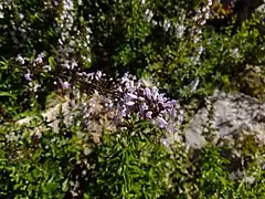 Mentă balcanică(Micromeria thymifolia)