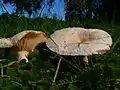 !!Lactarius torminosus!!