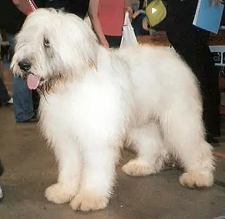 thumb Ciobănesc românesc mioritic