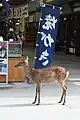 Cerb pătat în Japonia.