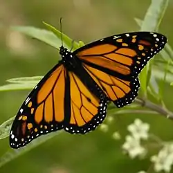 Monarch ButterflyDanaus plexippus