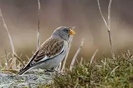 Cinghiță alpină(Montifringilla nivalis)