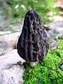 Morchella conica
