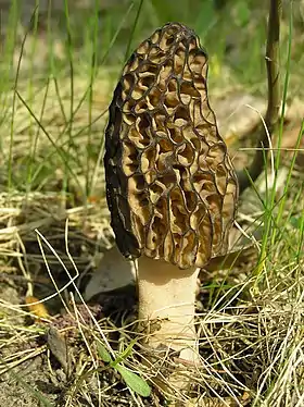 Morchella conica