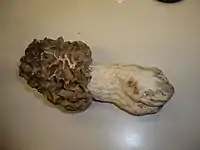 Morchella crassipes