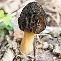 Morchella esculenta