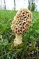 Morchella esculenta
