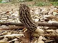 Morchella importuna