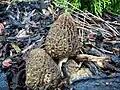 Morchella pragensis