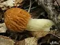 Morchella punctipes