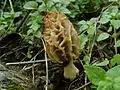 Morchella rufobrunnea