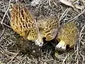 Morchella snyderi