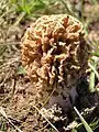 Morchella steppicola