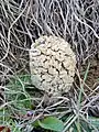 Morchella steppicola