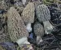 Morchella tomentosa