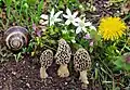 Morchella vulgaris