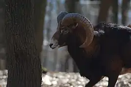 Muflon(Ovis gmelini)