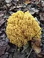 !  Ramaria flavoides !