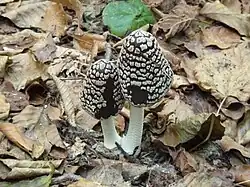 Coprinopsis picacea