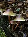 Mycena galericulata