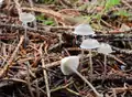 Mycena cinerella