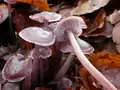 !!Mycena diosma!!