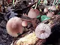 Mycena haematopoda