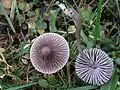Mycena polygramma
