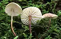 Marasmius scorodonius