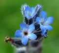 Myosotis stricta