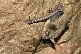 Liliac mic cu urechi de șoarece(Myotis blythi)