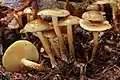 !Pholiota spumosa!