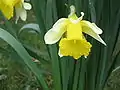 Narcissus pseudonarcissus
