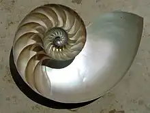 A photograph of a nautilus' shell.