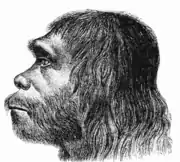 Fața schițată a Neanderthalului