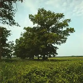 Împrejurimile localității (1980)