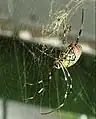 Pânza specie Nephila clavata, se observă firele galbene.