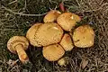 Pholiota squarrosa