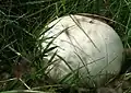 Calvatia gigantea