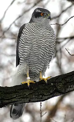 Uliu porumbar-pasărea anului(Accipiter gentilis)