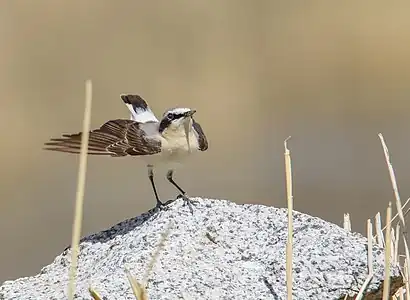 Pietrar sur (Oenanthe oenanthe)