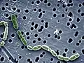 Oenococcus oeni (Firmicutes)