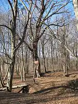 „Stejarul lui Ștefan cel Mare”, uscat