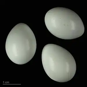 Oenanthe isabellina - MHNT