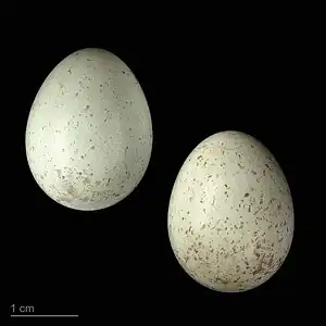 Oenanthe leucura leucura - MHNT