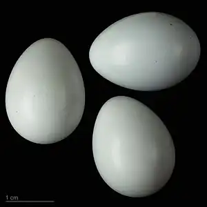 Oenanthe oenanthe oenanthe