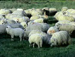 Turmă de oi la păscut.