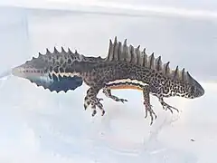 Triton din Asia Mică(Triturus vittatus)